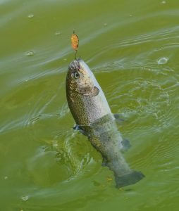 プールトラウト始まってますよ～！