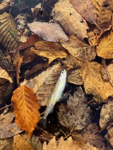 トラウト解禁🎣