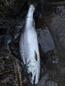 幻の魚、木崎鱒