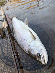 木崎鱒まだまだ狙えます🎣