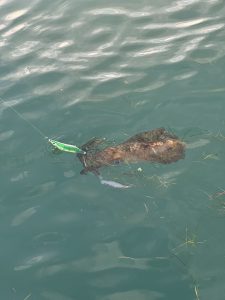 お客様の釣果情報！