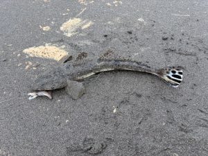 ヒラメじゃない方！