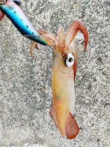 ｲｶと根魚を狙いに･･･