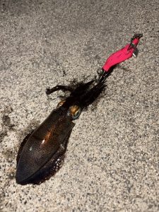 新子釣れてますね･･･