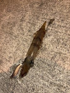 釜石釣行②