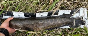 【BIG雷魚】お客様釣果!