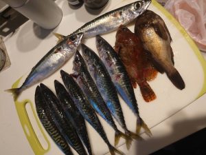 美味しそうな釣果情報✨