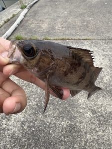 釣果情報🎵