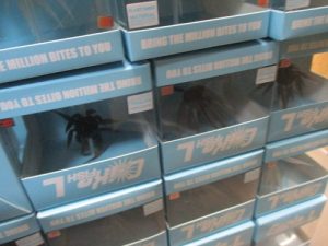 ｺｲｹﾌｨｯｼｭL入荷🎵
