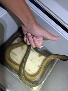 釣果情報(ﾟ∀ﾟ)