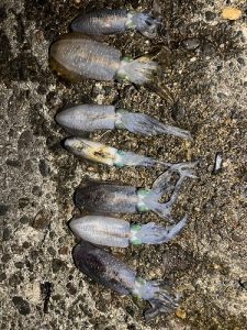お客様釣果情報