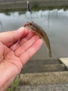 キスからハゼに🐟