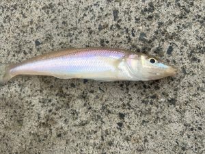 キスまだ釣れます🎣