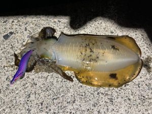 またまたイカ情報🦑