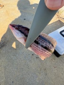 ハゼ狙いでしたが。