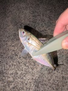 アジ狙いでしたが。