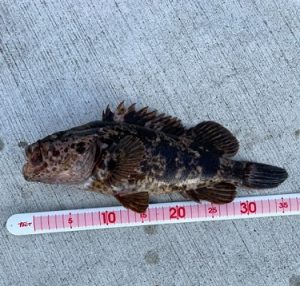 【お客様釣果情報】