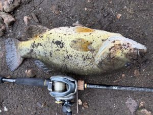 久々のバス釣果情報✨