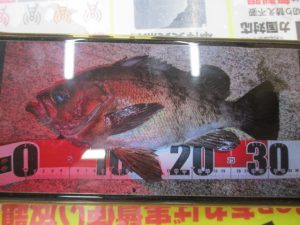 釣果情報頂きました