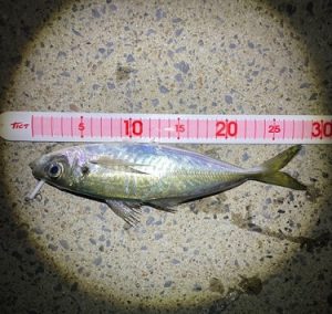 【お客様釣果情報】良型アジ❕