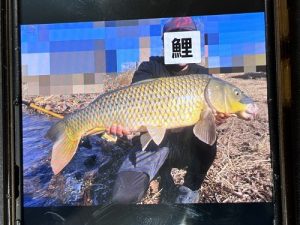 お客様釣果情報～寒くても鯉～