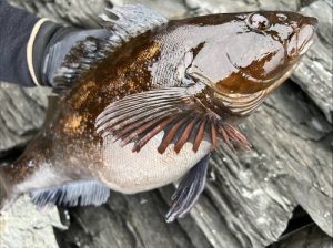 ゆーちぃ釣果情報