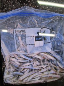 お客様釣果情報