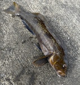 釜石遠征with隊長とゆかいな仲間たち