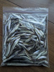 お客様釣果情報