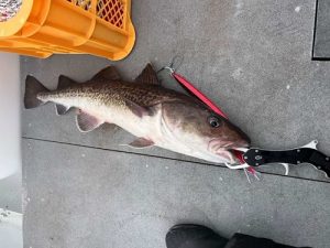 好調！タラジギング！【お客様釣果情報】