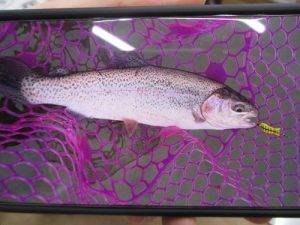 お客様釣果情報