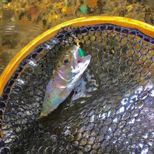 エリアルアー入荷∼団子魚∼