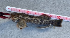 【お客様釣果】根魚まだまだ釣れてます🎣