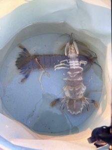 【お客様釣果】∼シャコ釣り∼