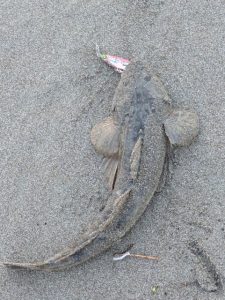 【お客様釣果情報】∼県内釣り物多数∼