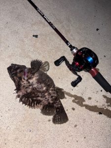釣果情報～！