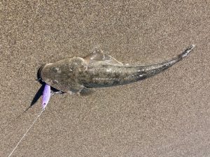【お客様釣果情報】∼やっぱりオフベイト💥∼