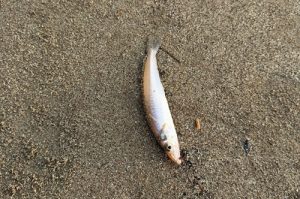 お客様釣果情報