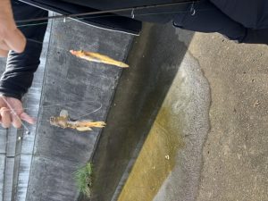 はぜ釣果in鳥の海