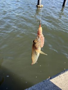 数年ぶりの釣行（ハゼ編）