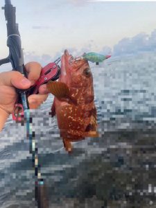 ～釣果情報～