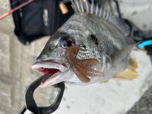 ★☆★涸沼釣果情報！！★☆★