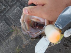 ★☆★霞水系釣果報告!!★☆★