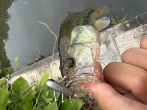 ★☆★霞水系釣果報告！！★☆★