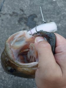 ★☆★霞水系釣果報告★☆★
