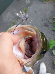 ★☆★霞水系釣果報告★☆★