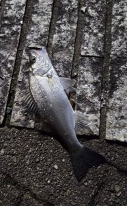 ★☆★利根川河口釣果情報☆★☆