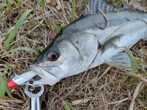 ★☆★霞水系シーバス釣果報告★☆★