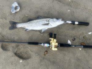 ★☆★日川浜釣果情報！！☆★☆