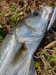 ★☆★霞水系シーバス釣果報告★☆★